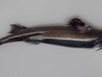 Il Sagr� nero (Etmopterus spinax). Foto by Christoph Noever